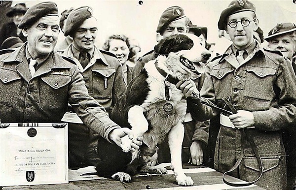 A crossbred collie named Rob made over 20 parachute jumps and took part in the North African landings. The animal was presented with the Dickin Medal for animal gallantry, on Feb 13, 1945.